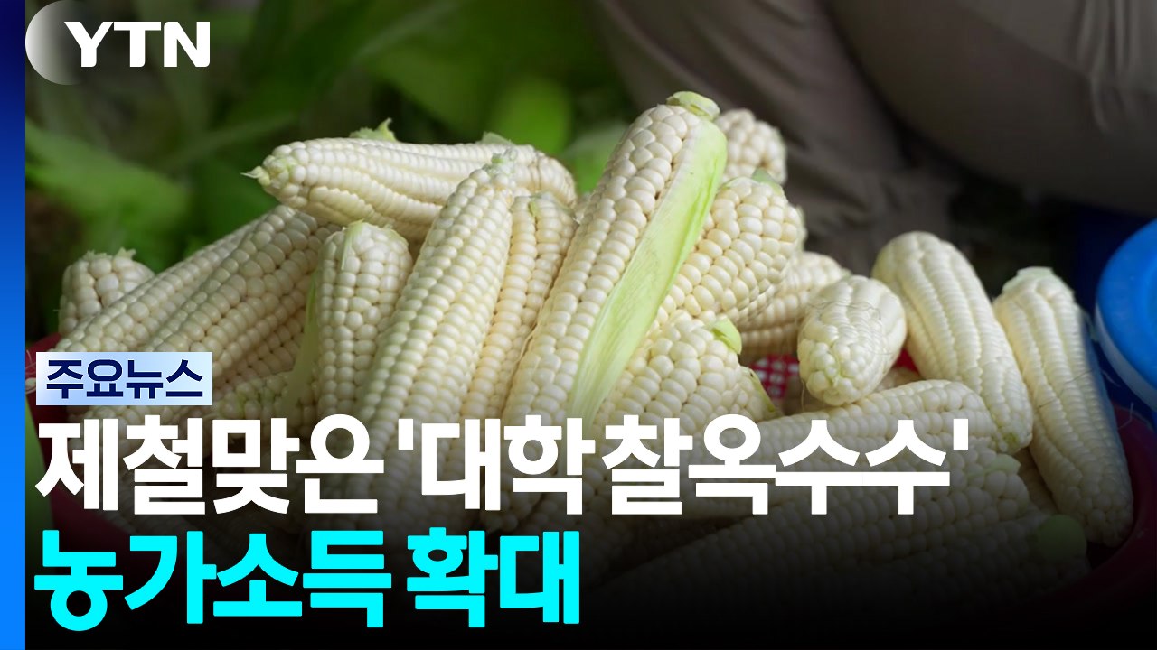 제철 맞은 괴산 '대학 찰옥수수'...농가소득 확대 / YTN