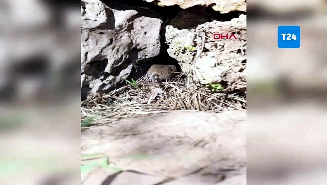 Engereğin yuvasına giren farenin kaçışı kamerada