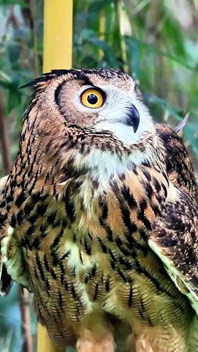 YTDown.com_Shorts_The-horned-owl-in-all-its-elegance_Media_OJfjngeUraI_001_1080p