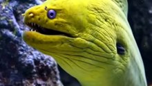 Green Moray Eel Fish