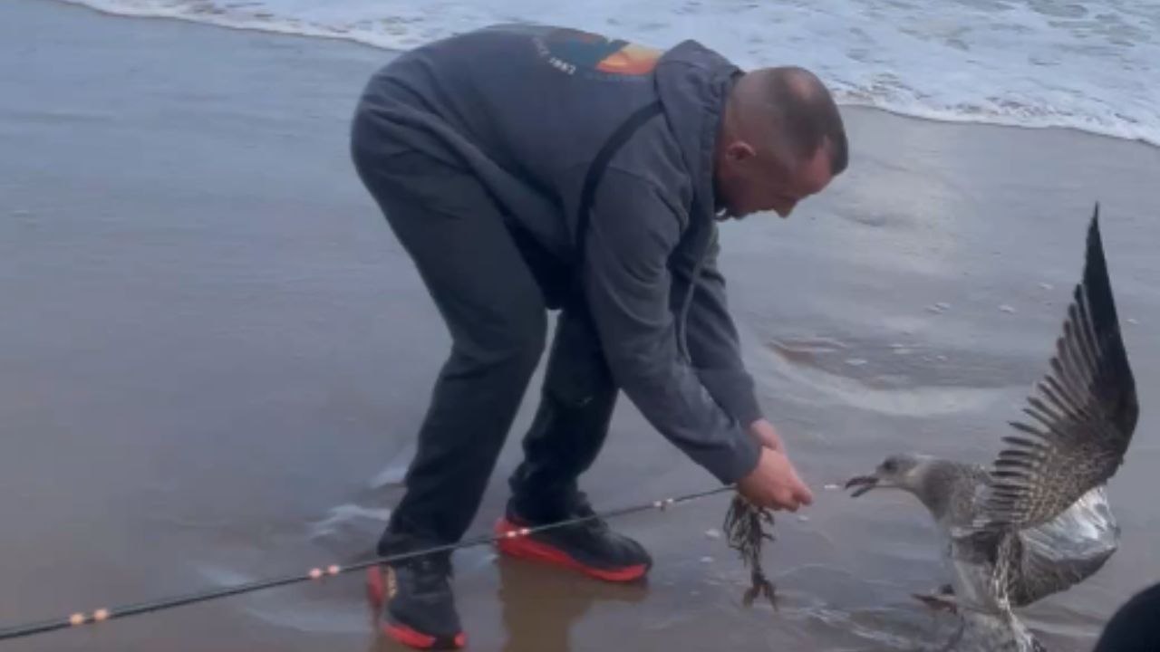 Heartwarming Rescue: Man Saves Young Seagull Trapped by Fishing Hook