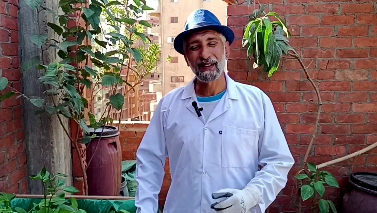 002 - طرق العناية وتسميد الورقيات للحصول على أفضل انتاج ( الملوخية -الفجل-الجرجير -الشبت-البقدونس-الكزبرة)