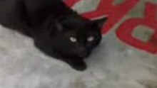 Black cat 1.2