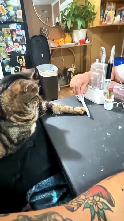 GATOS IMITANDO A PERSONAS