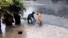 GATOS PELEANDO BAJO LA LLUVIA