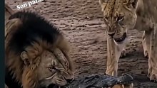 LEONA MUERDE CRIA DE COCODRILO QUE TIENE A SU CACHORRO