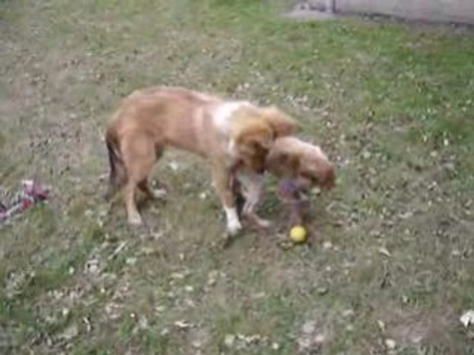 divix et dixie 3