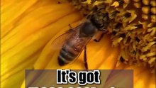 Did you know 15