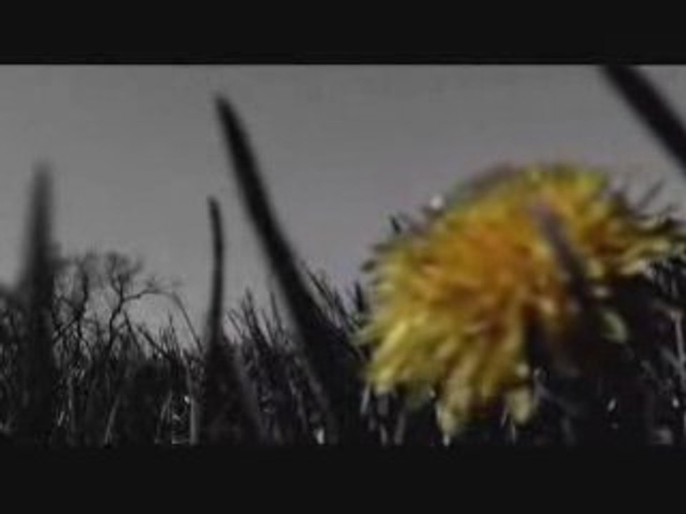 Godspeed You Black Emperor "The Dead Flag Blues"