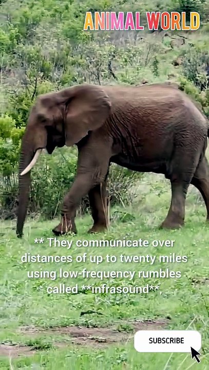 Incredible Elephant Close-Up Encounter! 🌍🐘