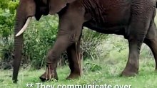 Incredible Elephant Close-Up Encounter! 🌍🐘