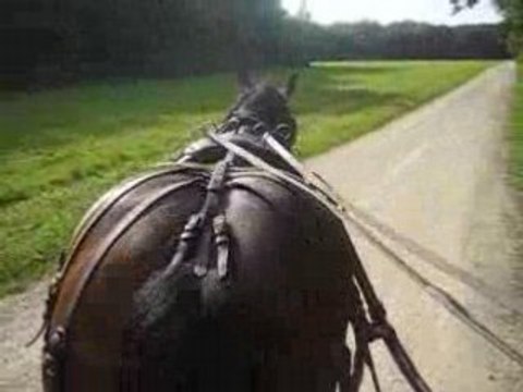 Balade attelage avec trait comtois