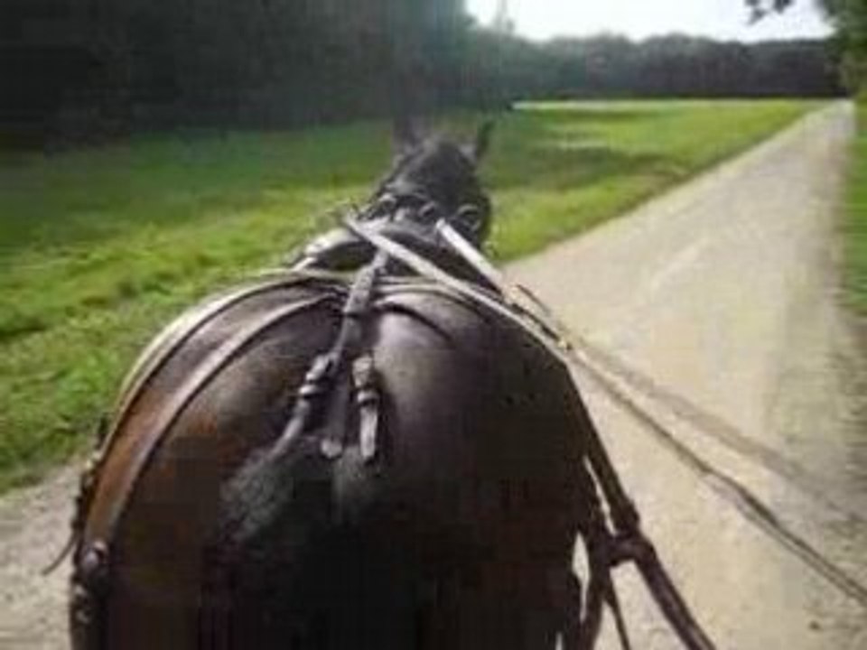 Balade attelage avec trait comtois