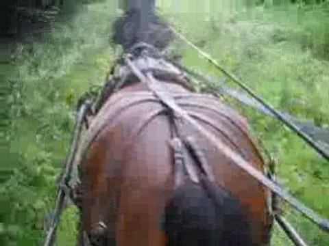 Balade attelage avec trait comtois