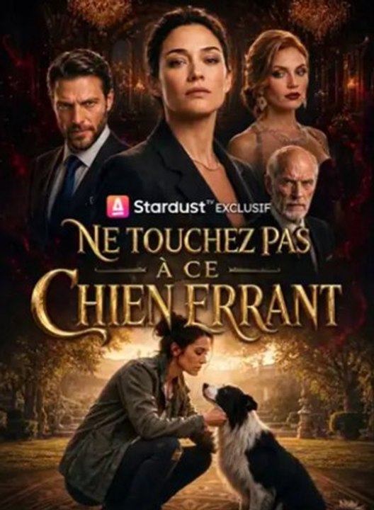 Ne touchez pas à ce chien errant full HD