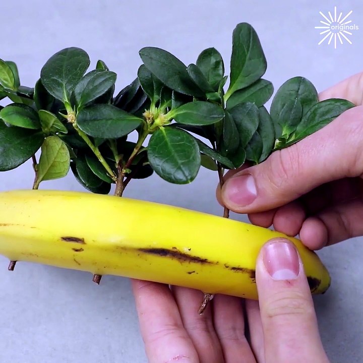 These plant hacks will leave you speechless!