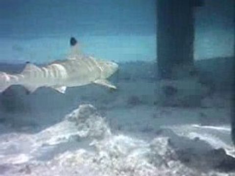 Black tip reef shark