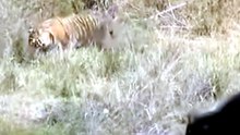 Breathtaking Safari Footage Of A Wild Bengal Tiger Stalking A Massive Indian Bison In The Forest