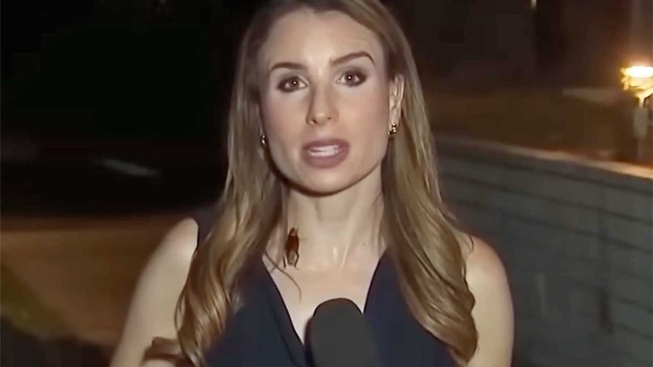 Una cucaracha interrumpe en un reportaje en vivo y así reaccionó la reportera