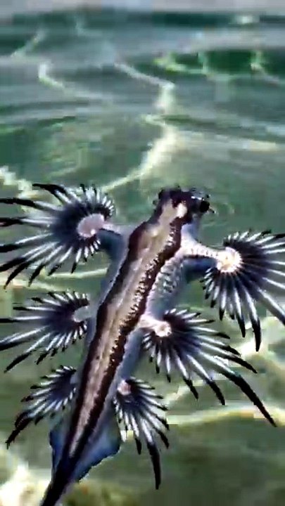 Blue dragon facts