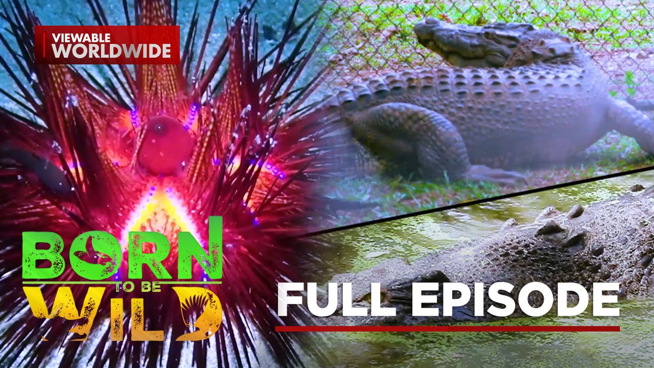 Glowing Sea Urchin in Batangas; Crocodile Matchmaking Mission (Full Episode) | Born To Be Wild