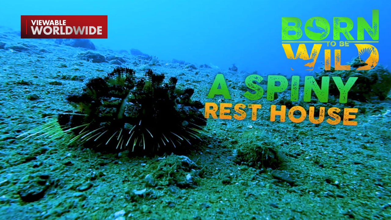Mala-glow in the dark na sea urchin?! | Born To Be Wild