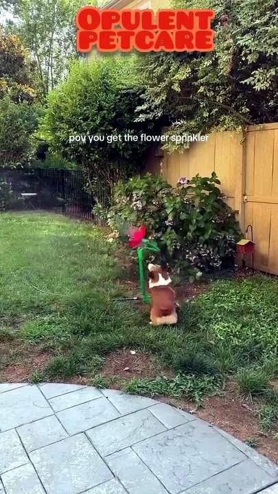 Splash & Play! Flower-Shaped Sprinkler for Dogs and Garden Fun