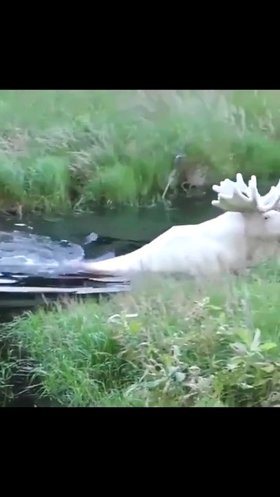 Rare White Moose Spotted In Sweden 🤯