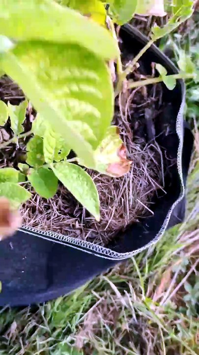 Sac et campagnol au potager... L'importance du grillage #potager #campagnol #jardinage #patate