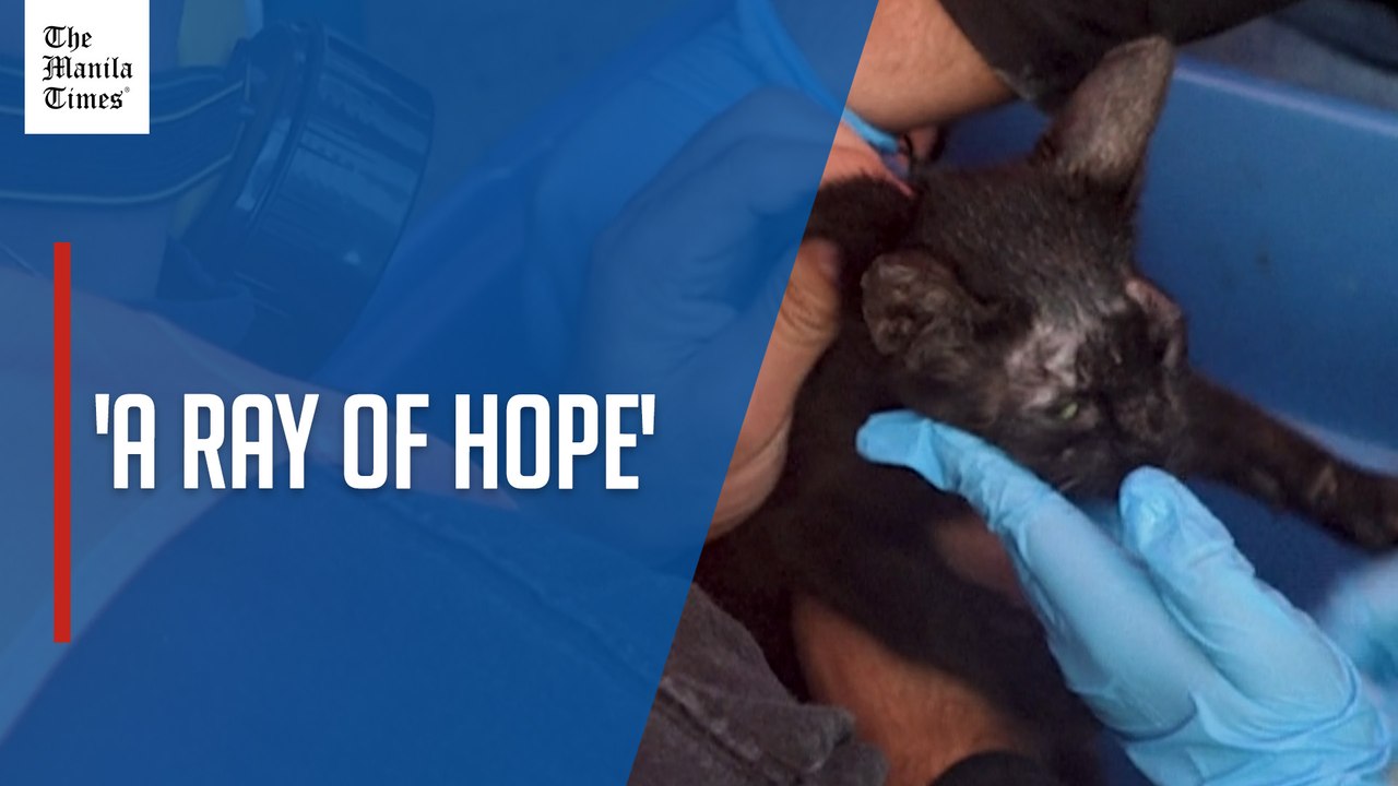Kitten rescued amid Venezuela earthquake debris
