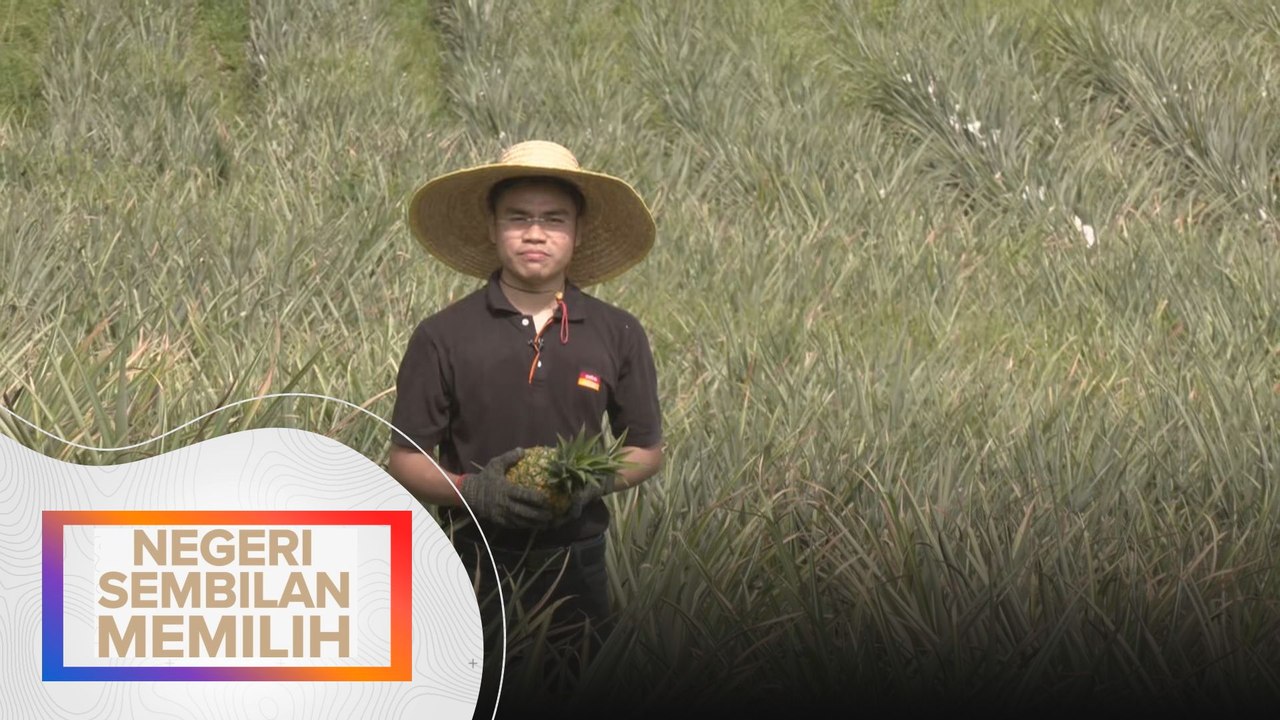 Geran SejaTi MADANI perkasa ekonomi komuniti di Kuala Pilah menerusi projek nanas MD2
