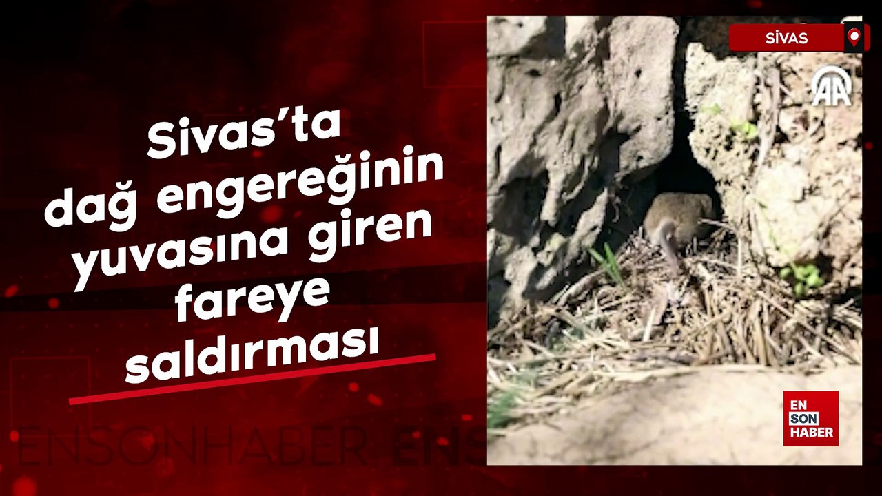 Sivas'ta dağ engereğinin yuvasına giren fareye saldırması
