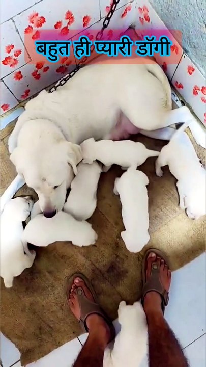 Mother 🐕 dog love our cutie puppy