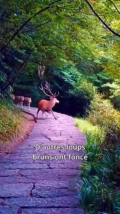 Un autre Alpha pour la Lune   Full 35 Eps SD Drama 2026 [Full Movie]