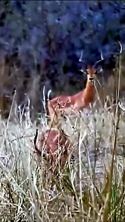 Breathtaking Safari Footage Of A Wild Leopard Silently Stalking And Ambushing Prey In Tall Grass