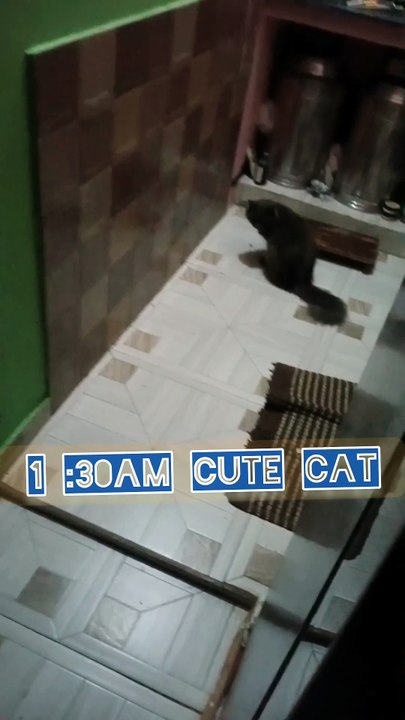 Cute cat 😼1 30am #cat #viral #catvideo