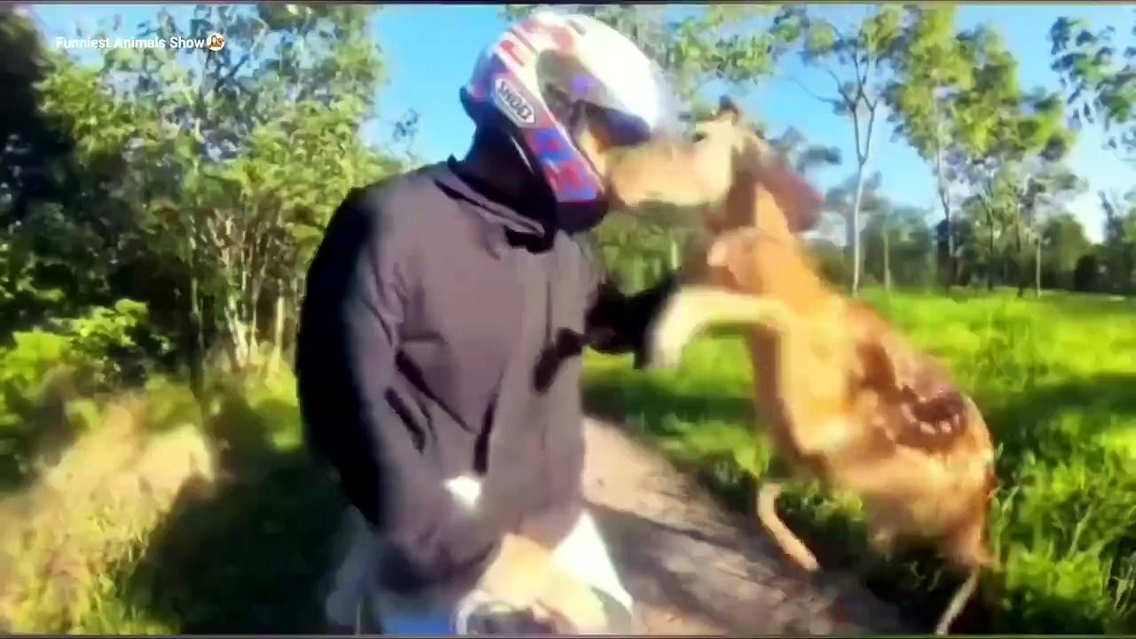 Nature's Funniest Performers: Animals Having Their Funniest Day Ever 🐾😂 | #FunnyAnimals #CutePets #Viral ⭐
