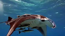 Manta Ray : The gentle giant gliding through the ocean like a living wing