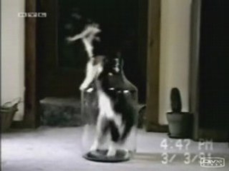 Chat très agile