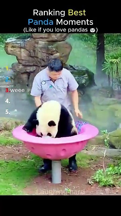 Ranking Best Panda Moments #shorts