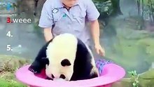 Ranking Best Panda Moments #shorts