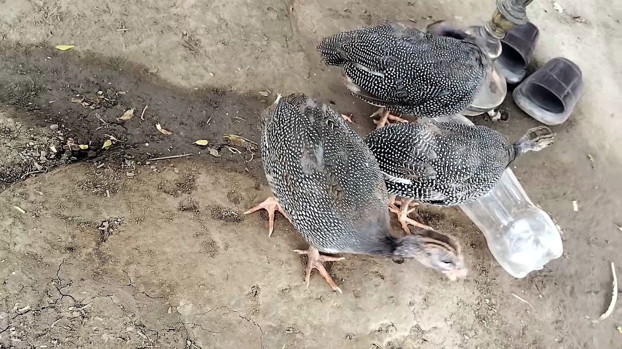 Punjabi mahol