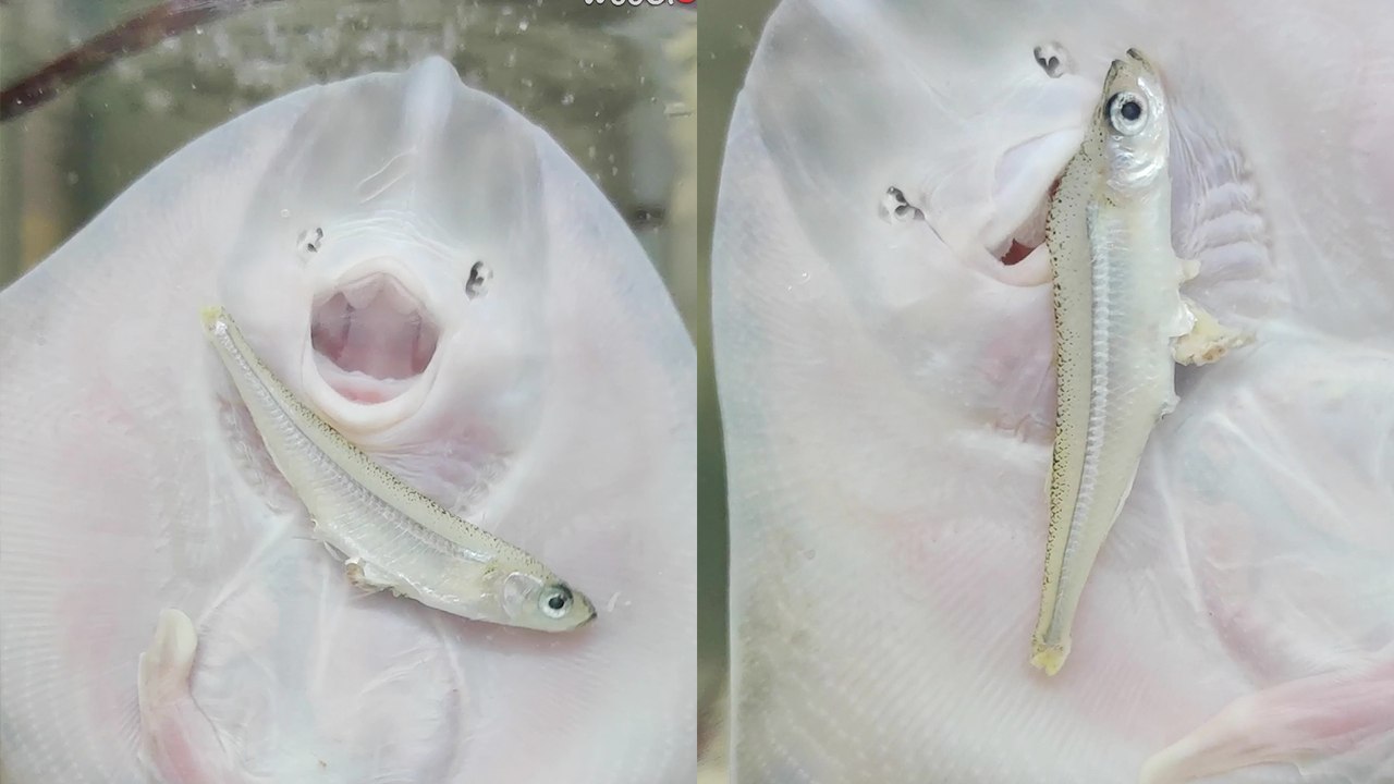 Heartwarming Thornback Ray Fights for Its Meal