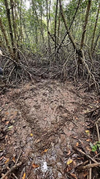 Offrgid Bunker in Mangrooves Build