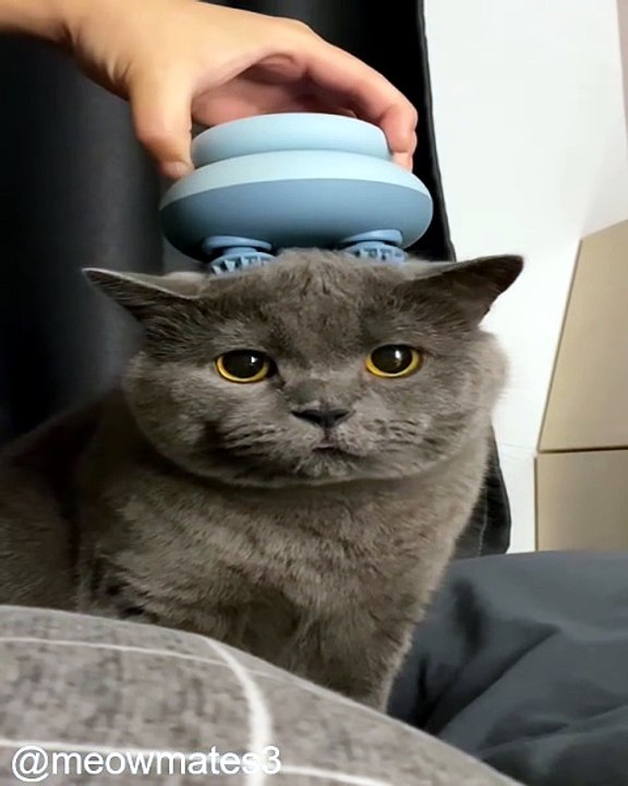 Les Plus Grands Fails de Chats_1777725770