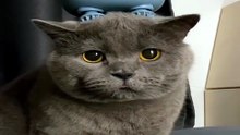Les Plus Grands Fails de Chats_1777725770