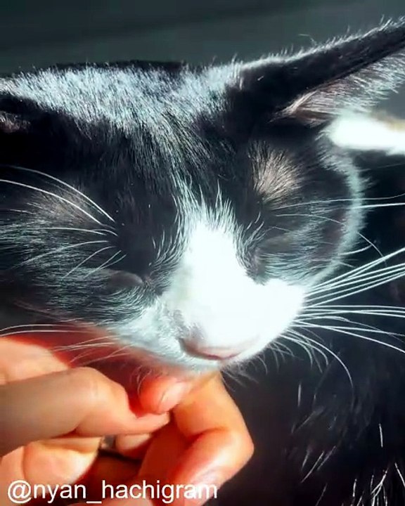 Des Chats Vraiment Très, Très Malins_1778353243