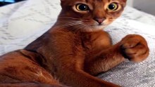 Les Chats et Leurs Jouets Préférés_1777724582