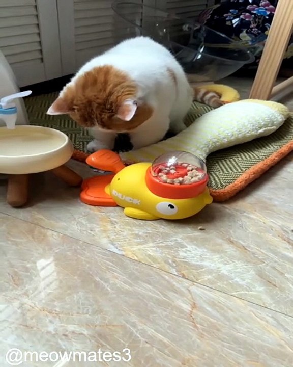 Les Chats les Plus Intelligents de YouTube_1778354700