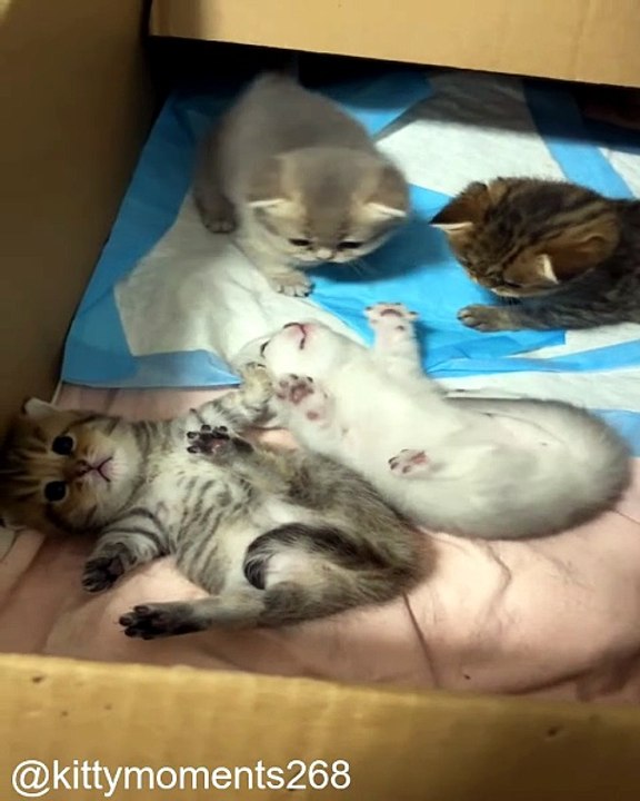 Les Super-Pouvoirs Cachés des Chats_1777722002